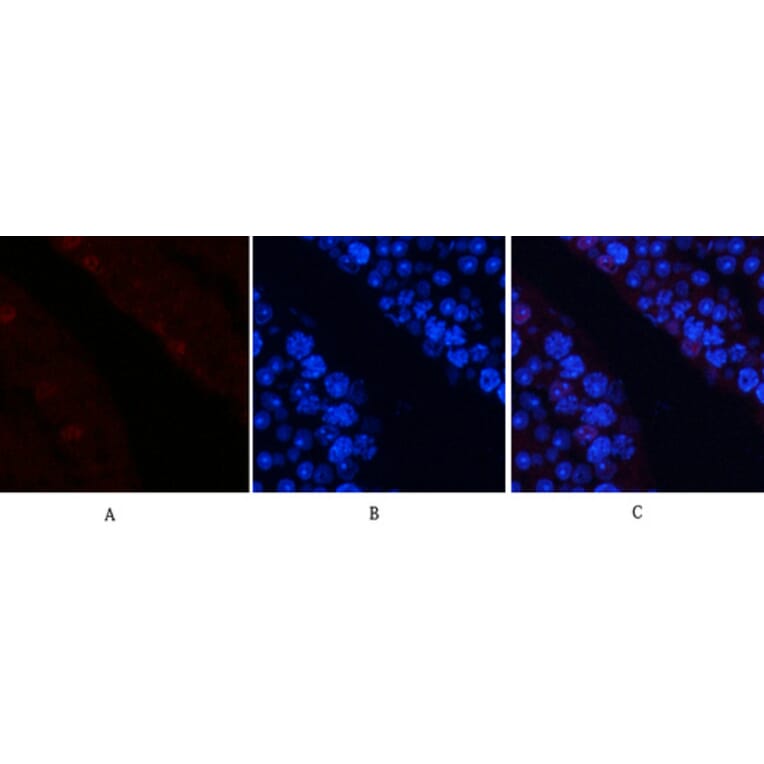 Immunofluorescence - Anti-c-Jun (phospho Ser63) Antibody (A7045) - Antibodies.com