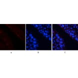 Immunofluorescence - Anti-c-Jun (phospho Ser63) Antibody (A7045) - Antibodies.com