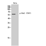 Western Blot - Anti-Chk2 (phospho Thr387) Antibody (A0414) - Antibodies.com