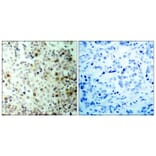 Immunohistochemistry - Anti-CDK2 (phospho Thr160) Antibody (A7039) - Antibodies.com