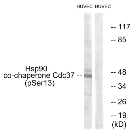 Western Blot - Anti-CDC37 (phospho Ser13) Antibody (A1048) - Antibodies.com