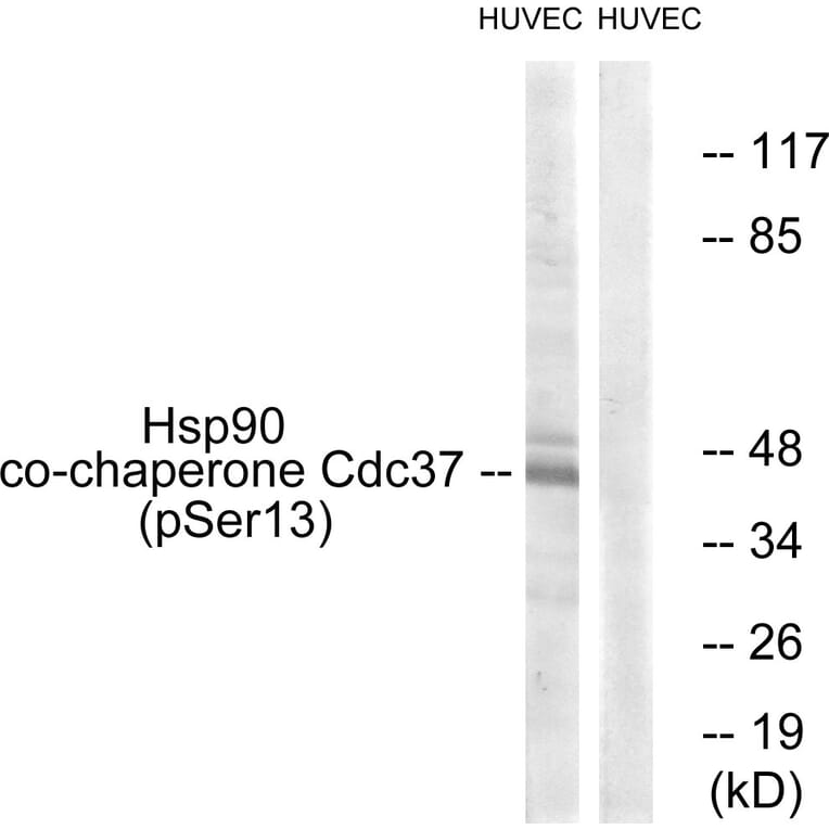 Western Blot - Anti-CDC37 (phospho Ser13) Antibody (A1048) - Antibodies.com