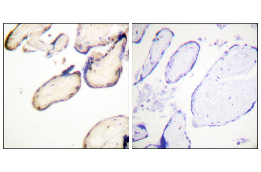 Immunohistochemistry - Anti-CDC37 (phospho Ser13) Antibody (A1048) - Antibodies.com