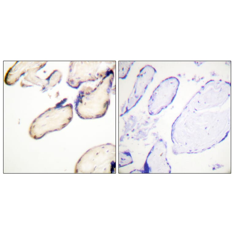 Immunohistochemistry - Anti-CDC37 (phospho Ser13) Antibody (A1048) - Antibodies.com