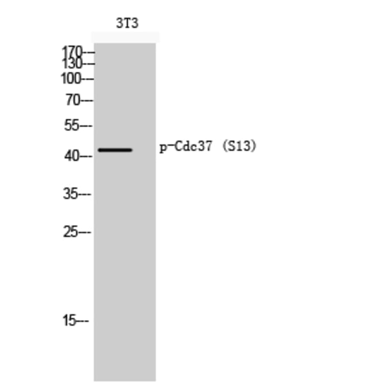 Western Blot - Anti-CDC37 (phospho Ser13) Antibody (A1048) - Antibodies.com
