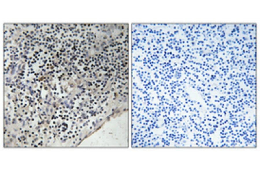 Immunohistochemistry - Anti-CDC37 (phospho Ser13) Antibody (A1048) - Antibodies.com
