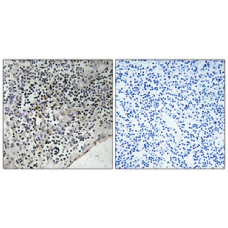 Immunohistochemistry - Anti-CDC37 (phospho Ser13) Antibody (A1048) - Antibodies.com