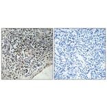 Immunohistochemistry - Anti-CDC37 (phospho Ser13) Antibody (A1048) - Antibodies.com