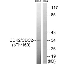 Western Blot - Anti-CDC2 (phospho Thr161) Antibody (A7035) - Antibodies.com
