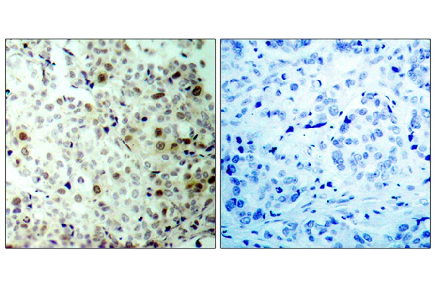 Immunohistochemistry - Anti-CDC2 (phospho Thr161) Antibody (A7035) - Antibodies.com