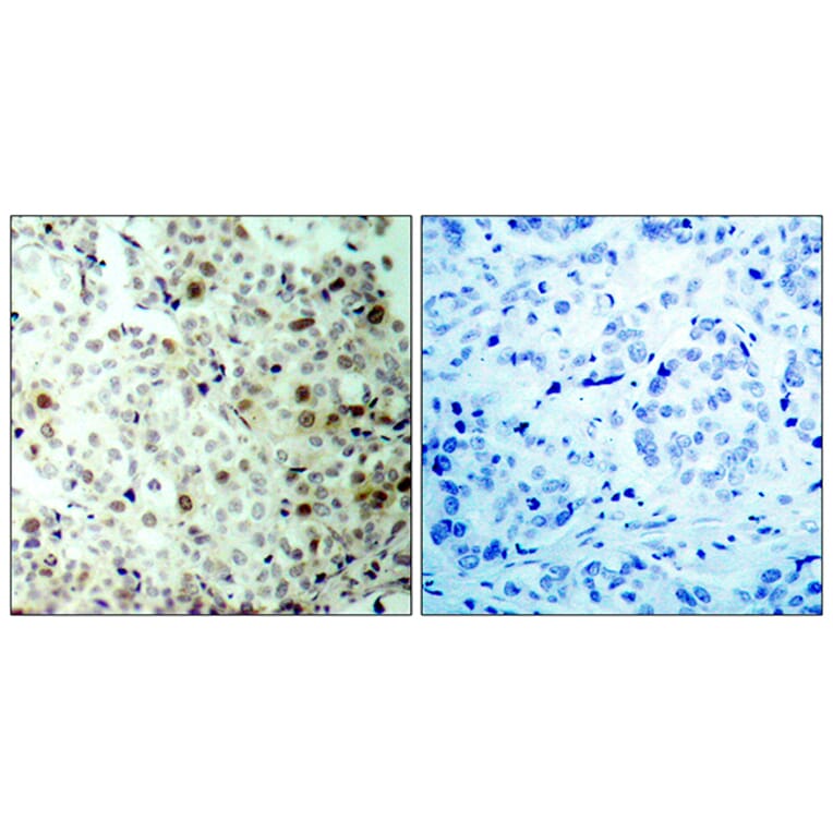 Immunohistochemistry - Anti-CDC2 (phospho Thr161) Antibody (A7035) - Antibodies.com