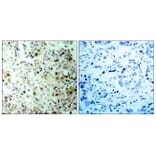 Immunohistochemistry - Anti-CDC2 (phospho Thr161) Antibody (A7035) - Antibodies.com