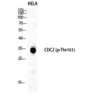 Western Blot - Anti-CDC2 (phospho Thr161) Antibody (A7035) - Antibodies.com