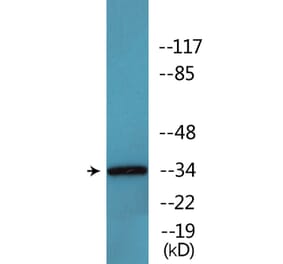 Western Blot - Anti-CDC2 (phospho Thr161) Antibody (P12-1090) - Antibodies.com