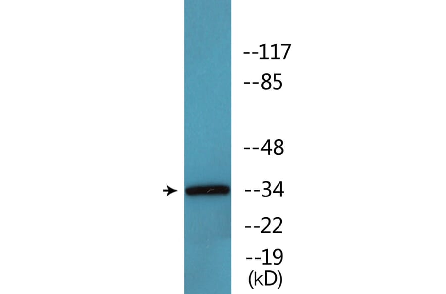 Western Blot - Anti-CDC2 (phospho Thr161) Antibody (P12-1090) - Antibodies.com