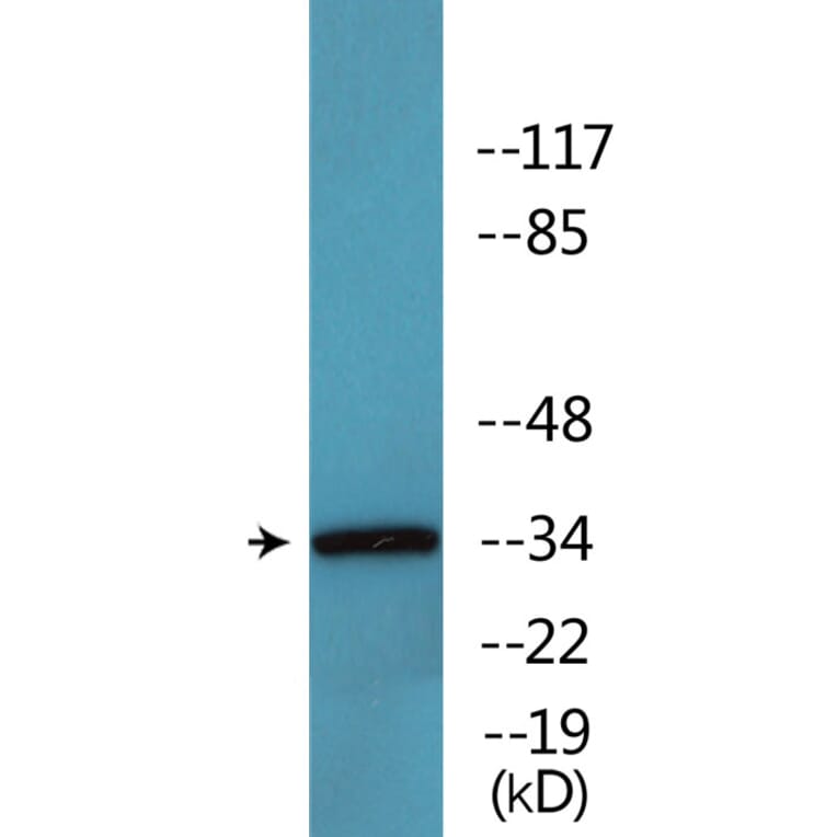 Western Blot - Anti-CDC2 (phospho Thr161) Antibody (P12-1090) - Antibodies.com