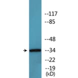 Western Blot - Anti-CDC2 (phospho Thr161) Antibody (P12-1090) - Antibodies.com