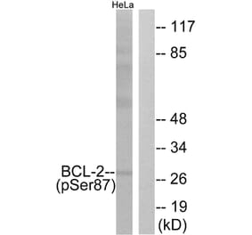 Western Blot - Anti-BCL-2 (phospho Ser87) Antibody (A0460) - Antibodies.com