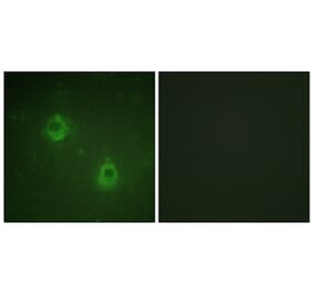 Immunofluorescence - Anti-APC1 (phospho Ser688) Antibody (A1020) - Antibodies.com