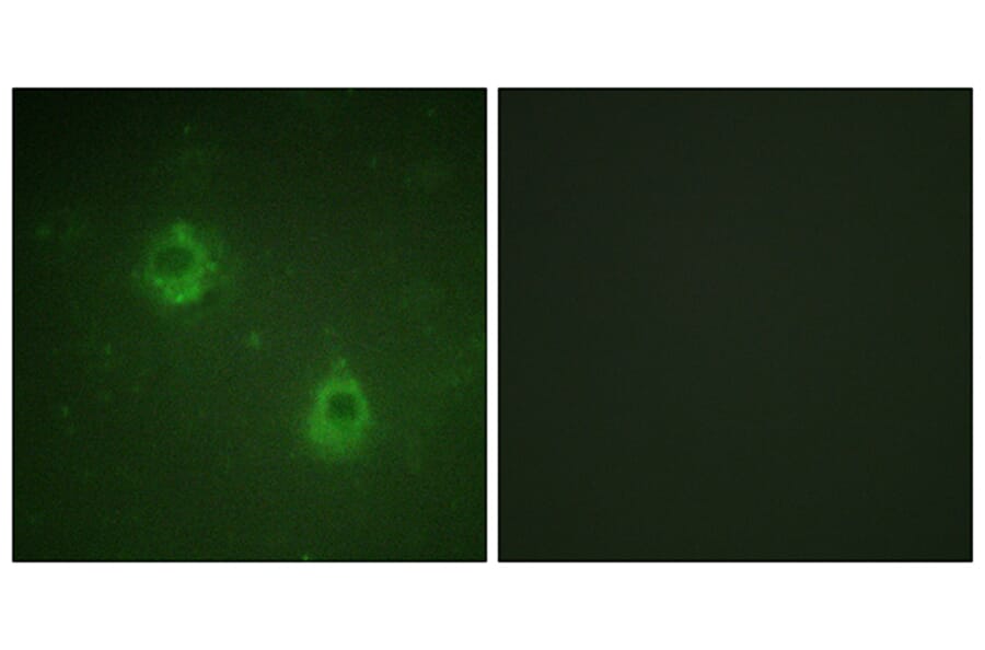 Immunofluorescence - Anti-APC1 (phospho Ser688) Antibody (A1020) - Antibodies.com