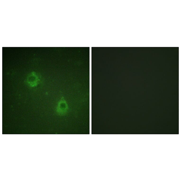 Immunofluorescence - Anti-APC1 (phospho Ser688) Antibody (A1020) - Antibodies.com