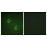 Immunofluorescence - Anti-APC1 (phospho Ser688) Antibody (A1020) - Antibodies.com