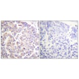 Immunohistochemistry - Anti-APC1 (phospho Ser688) Antibody (A1020) - Antibodies.com