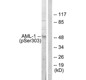 Western Blot - Anti-AML1 (phospho Ser303) Antibody (A0409) - Antibodies.com