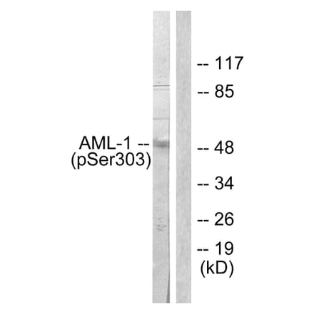 Western Blot - Anti-AML1 (phospho Ser303) Antibody (A0409) - Antibodies.com