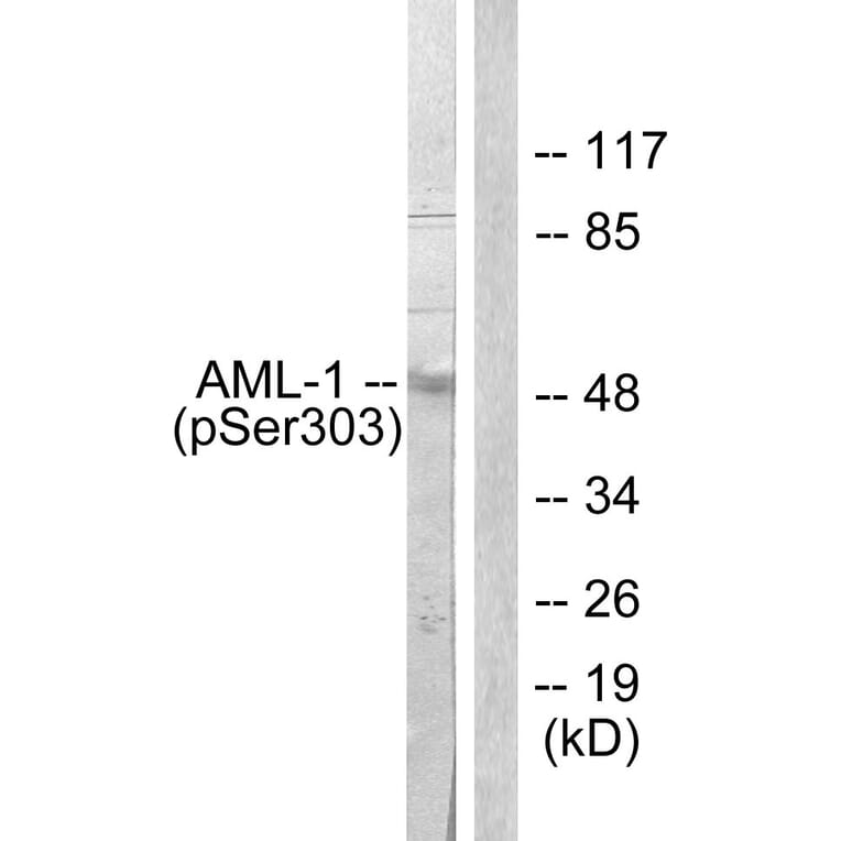 Western Blot - Anti-AML1 (phospho Ser303) Antibody (A0409) - Antibodies.com