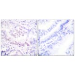 Immunohistochemistry - Anti-AML1 (phospho Ser303) Antibody (A0409) - Antibodies.com