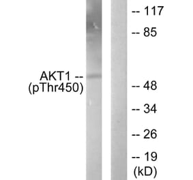 Western Blot - Anti-Akt1 (phospho Thr450) Antibody (A0406) - Antibodies.com