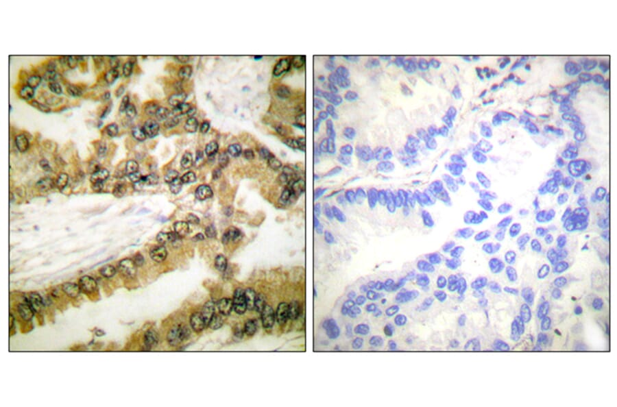 Immunohistochemistry - Anti-Akt1 (phospho Thr450) Antibody (A0406) - Antibodies.com