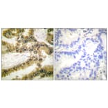 Immunohistochemistry - Anti-Akt1 (phospho Thr450) Antibody (A0406) - Antibodies.com