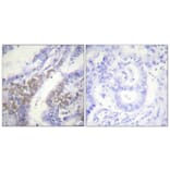 Immunohistochemistry - Anti-Akt1 (phospho Thr450) Antibody (A0406) - Antibodies.com
