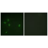 Immunofluorescence - Anti-53BP1 (phospho Ser25) Antibody (A0886) - Antibodies.com