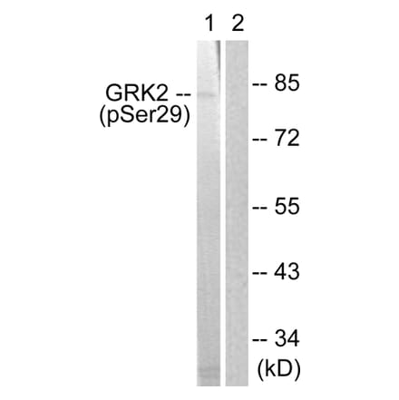 Western Blot - Anti-GRK2 (phospho Ser29) Antibody (A0486) - Antibodies.com