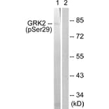 Western Blot - Anti-GRK2 (phospho Ser29) Antibody (A0486) - Antibodies.com