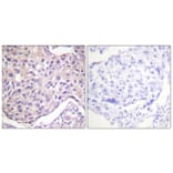 Immunohistochemistry - Anti-GRK2 (phospho Ser29) Antibody (A0486) - Antibodies.com