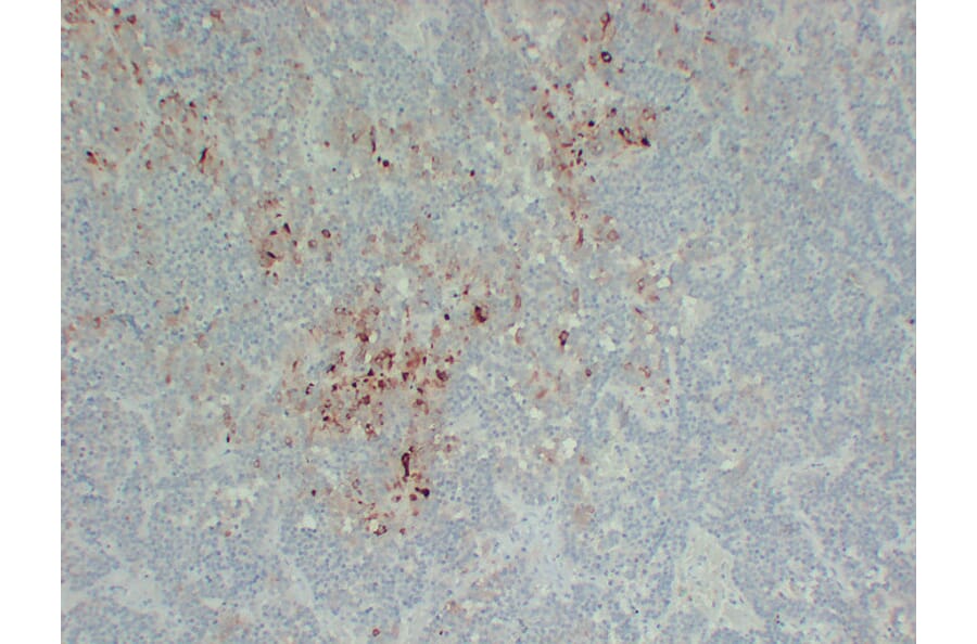 Immunohistochemistry - Anti-Follicle Stimulating Hormone Antibody (V0073) - Antibodies.com