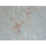 Immunohistochemistry - Anti-Follicle Stimulating Hormone Antibody (V0073) - Antibodies.com
