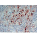 Immunohistochemistry - Anti-Follicle Stimulating Hormone Antibody (V0073) - Antibodies.com
