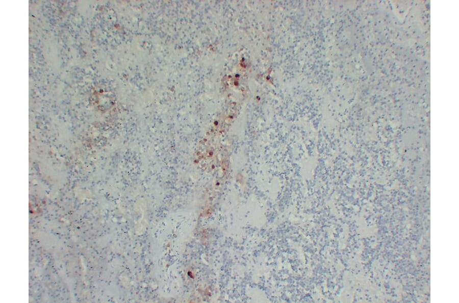 Immunohistochemistry - Anti-Follicle Stimulating Hormone Antibody (V0073) - Antibodies.com