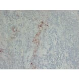 Immunohistochemistry - Anti-Follicle Stimulating Hormone Antibody (V0073) - Antibodies.com