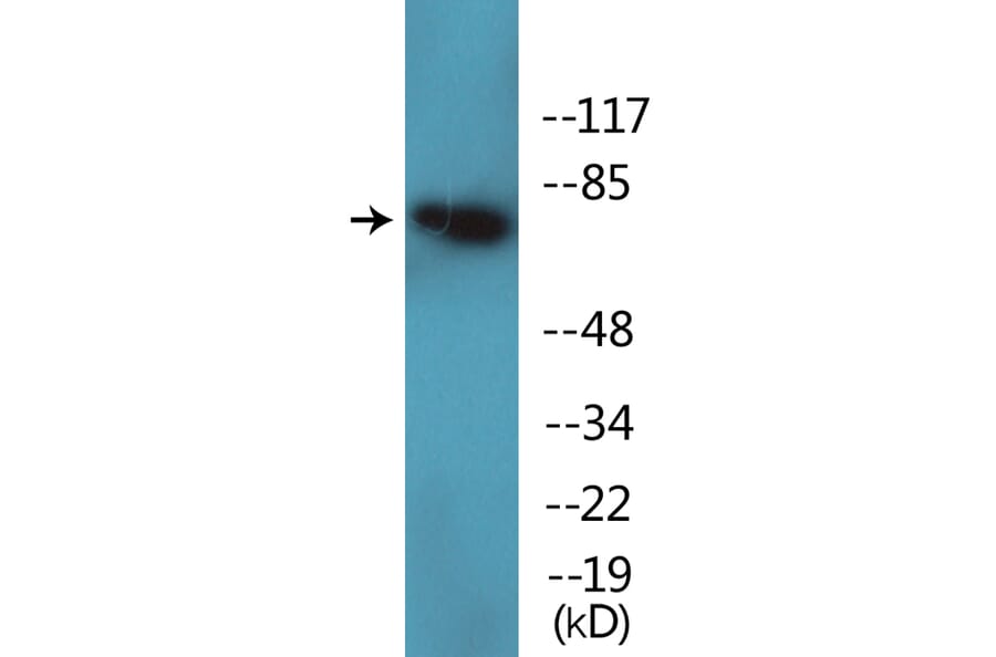 Western Blot - Anti-PKC theta (phospho Ser695) Antibody (P12-1166) - Antibodies.com