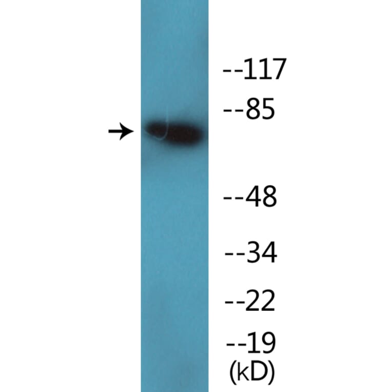 Western Blot - Anti-PKC theta (phospho Ser695) Antibody (P12-1166) - Antibodies.com