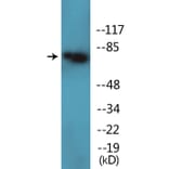 Western Blot - Anti-PKC theta (phospho Ser695) Antibody (P12-1166) - Antibodies.com