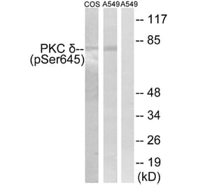Western Blot - Anti-PKC delta (phospho Ser645) Antibody (A7196) - Antibodies.com