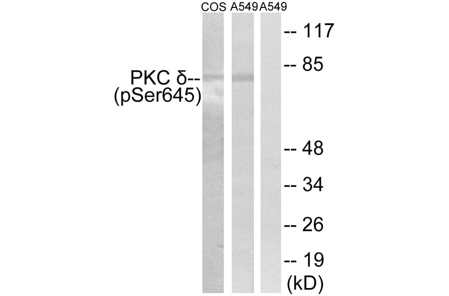 Western Blot - Anti-PKC delta (phospho Ser645) Antibody (A7196) - Antibodies.com