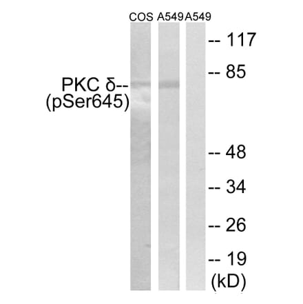 Western Blot - Anti-PKC delta (phospho Ser645) Antibody (A7196) - Antibodies.com